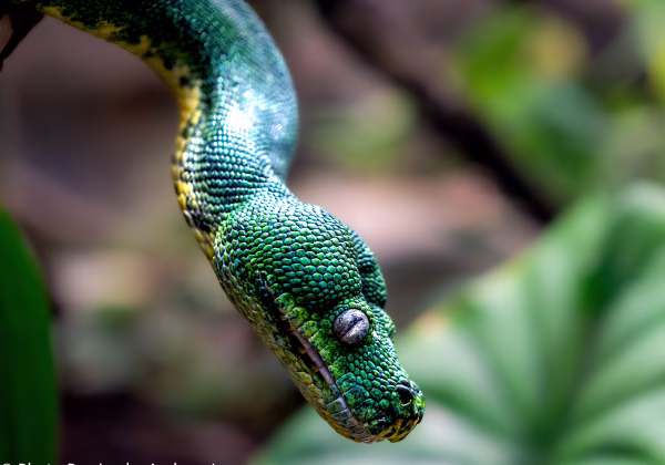 Schlangen Schlangen Schlangen haben mich schon immer fasziniert, ganz ähnlich wie Spinnen. Wenn immer ich eine Schlange sehe,...