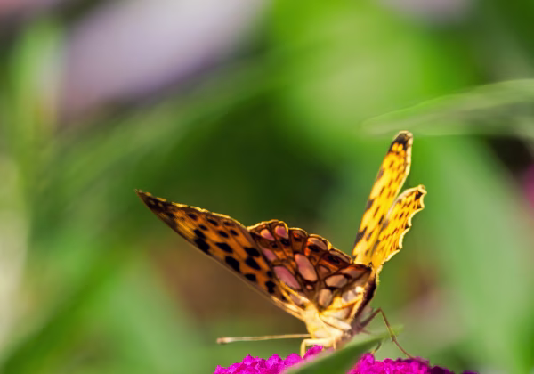 Schmetterlinge und Falter Schmetterlinge und Falter Schmetterlinge mit ihrem zum Teil bunten Farben, ihrer Filigranität und Verletzlichkeit...