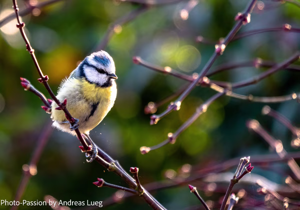 Vögel Vögel Wir haben in Deutschland eine ganze Anzahl interessanter und zum Teil sehr hübscher Singvögel. Viele habe ich bei...