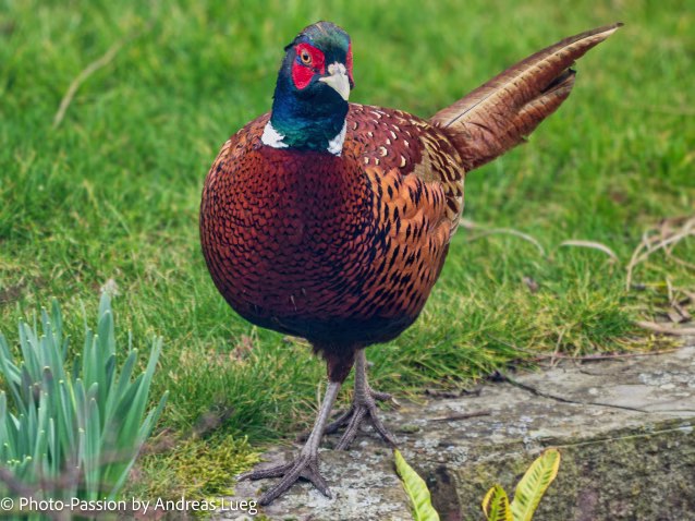 Fasan in unserem Garten