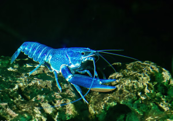 Meerestiere Meerestiere Die Unterwasserwelt hat eine völlig eigene Faszination. Die Unterwasser-Fotografie hat ihre Besonderheiten...