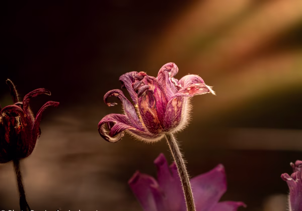 Floral! Floral! Das Leuchten der Blüten ist die Pflanze gewordene Sonne. Blumen erwärmen unsere Herzen! Blüten, Pflanzen...